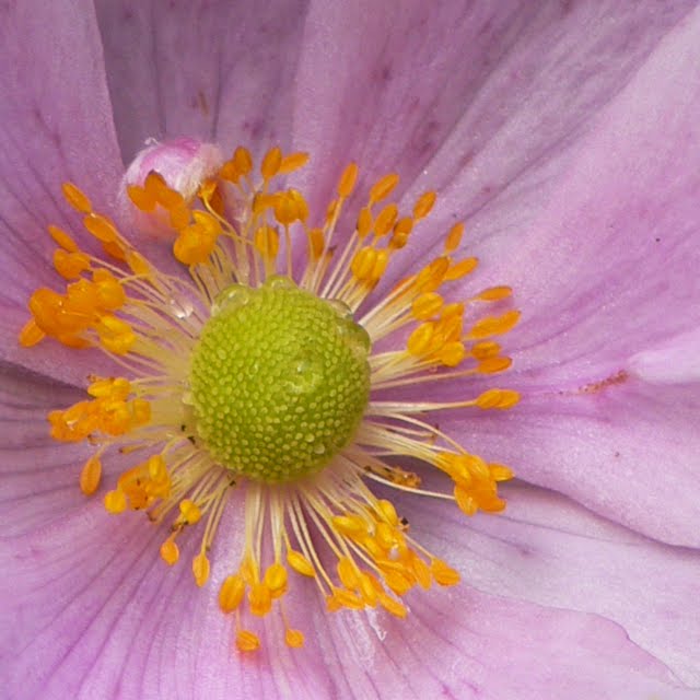 Salió sol bicocacolors bicocacolors: flores