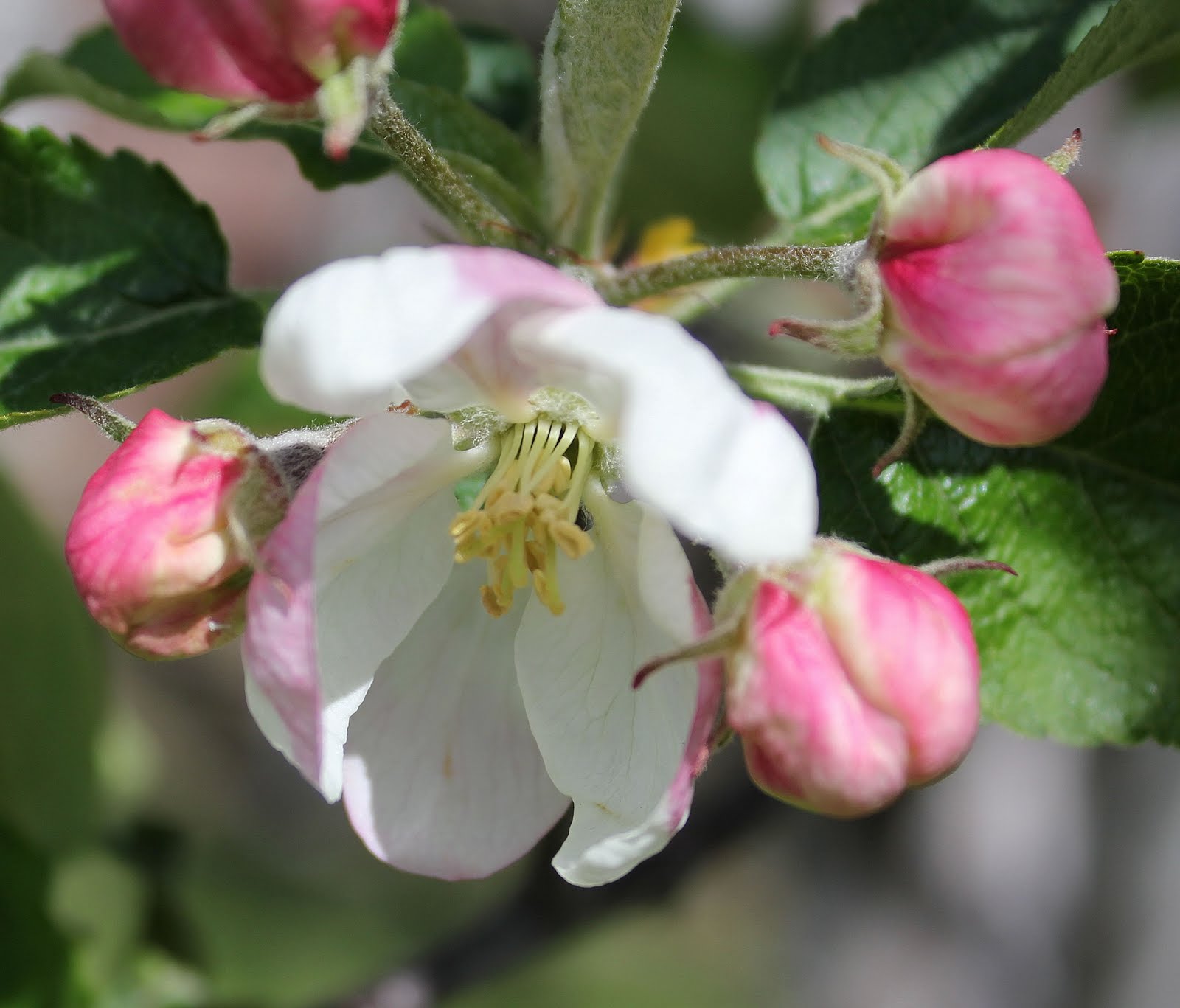 My Mountain Garden Gleanings Fruit Trees in Bloom
