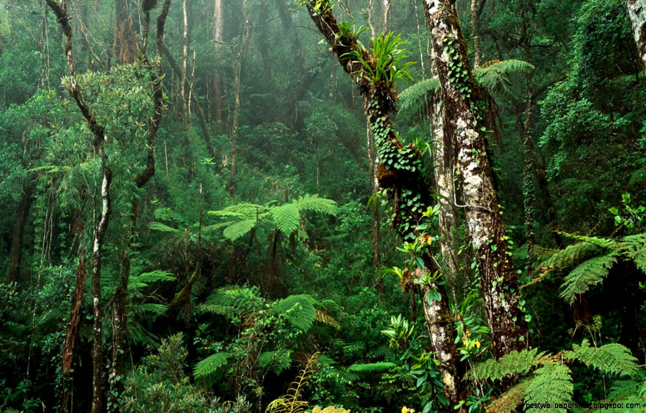 Forest Desktop Wallpaper Desktop Backgrounds Forest Desktop Wallpaper Desktop Backgrounds