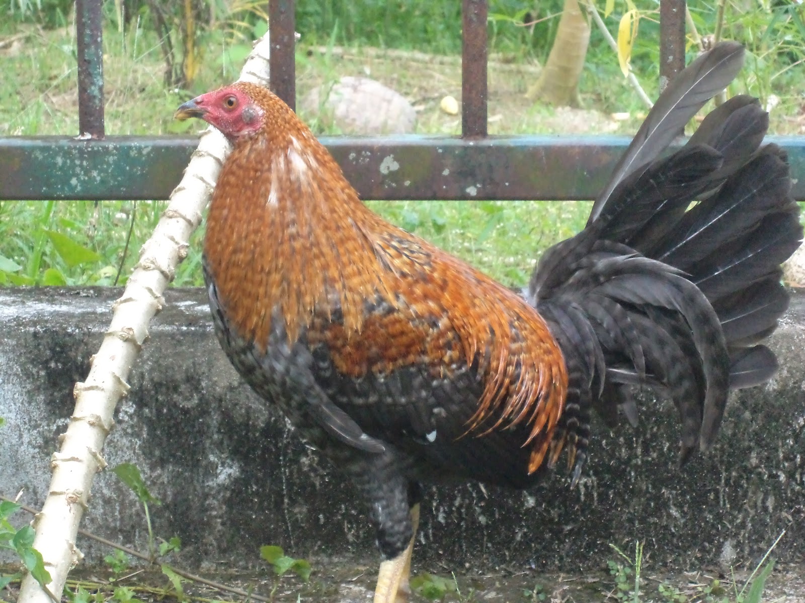 Sarawak Gamefowl Farm DOM SWEATER