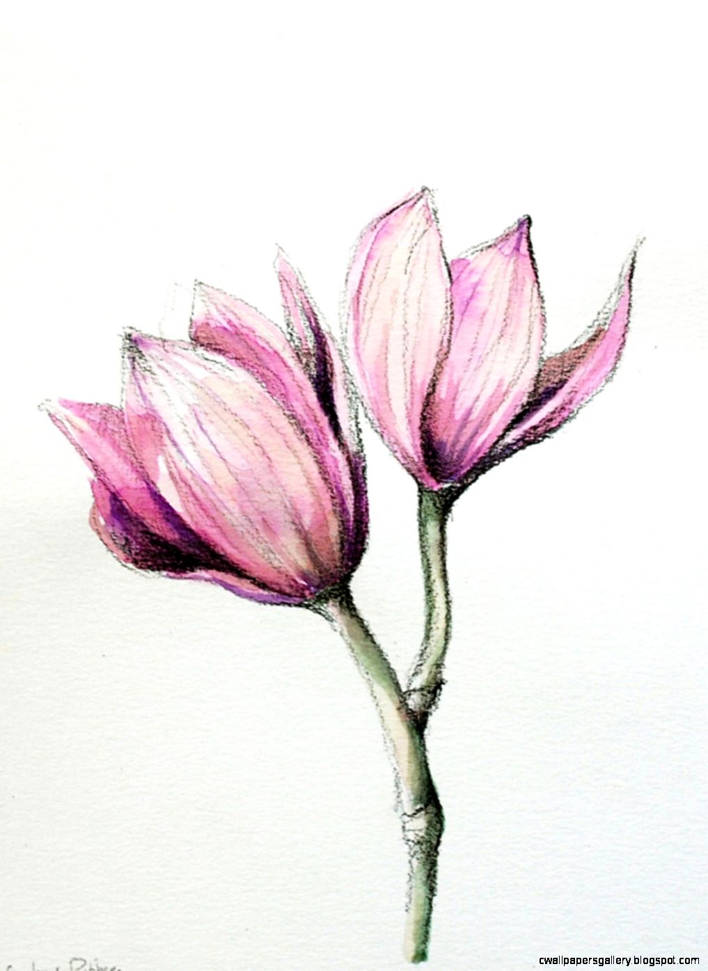 Flower Drawings Color Flowers Ideas Flower Drawings Color Flowers Ideas