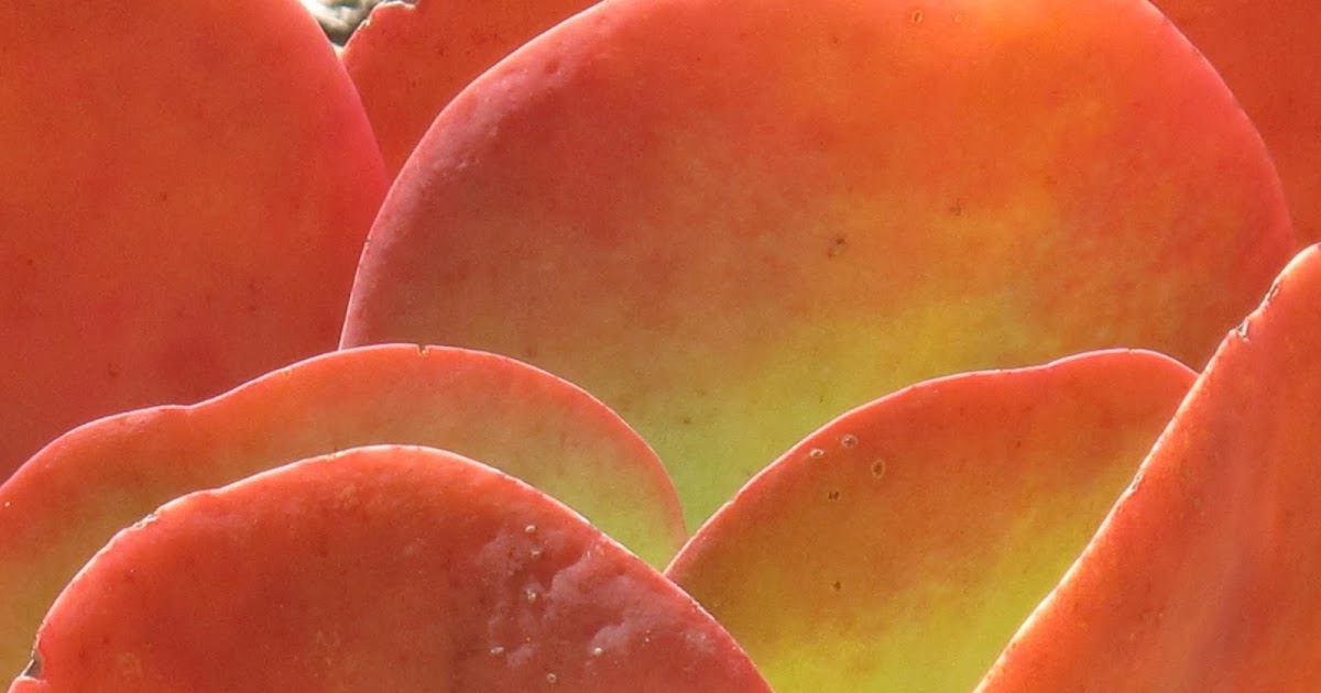 Astral Nomads: Back to the Balboa