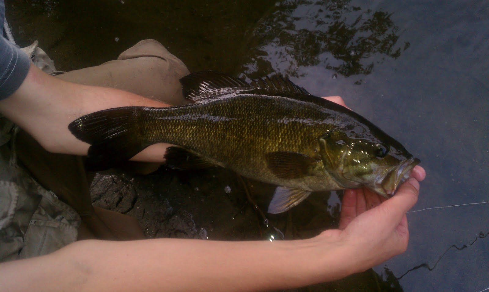 Illinois Wisconsin Fishing smallmouth bass on the milwaukee river