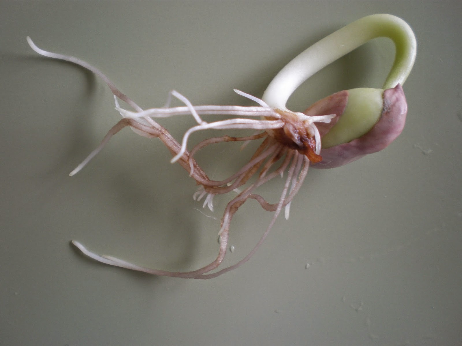 CIENCIABF: GERMINACIÓN DE UNA SEMILLA 2015