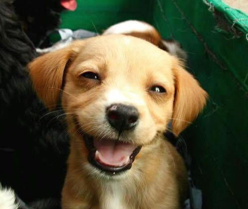 Cartoon Animals Laughing
