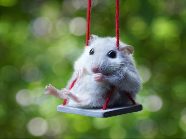 Fun Animals Wiki, Videos, Pictures, Stories: Funny Hamster Characteristics
