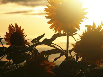 Gambar Bunga Matahari Tercantik