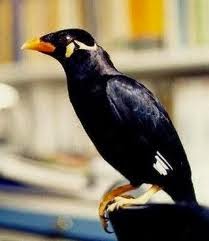 Dunia Binatang Gambar Burung Beo