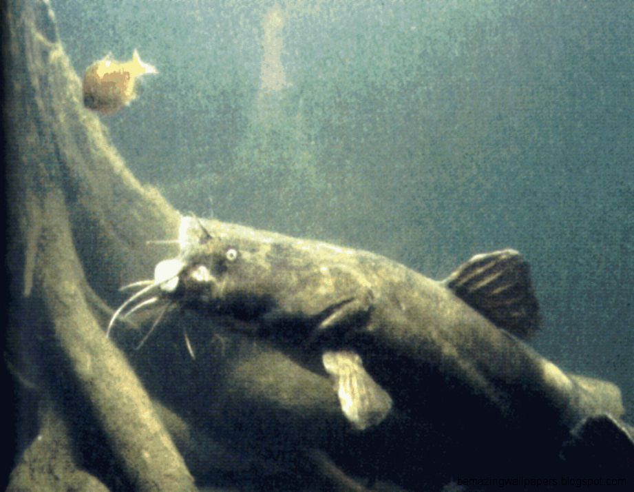 Catfish Wallpaper Image Gallery on Catfish Wallpaper Image Gallery on