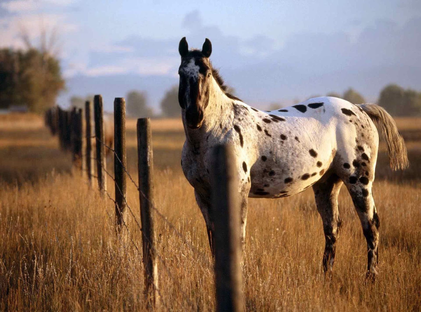 Appaloosa