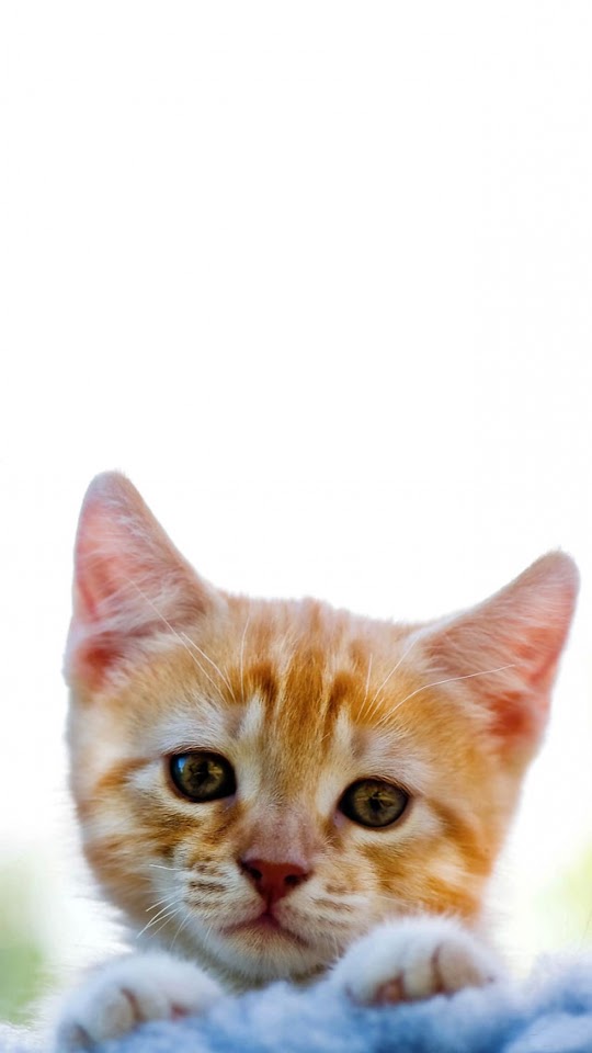   Sad Kitten   Android Best Wallpaper