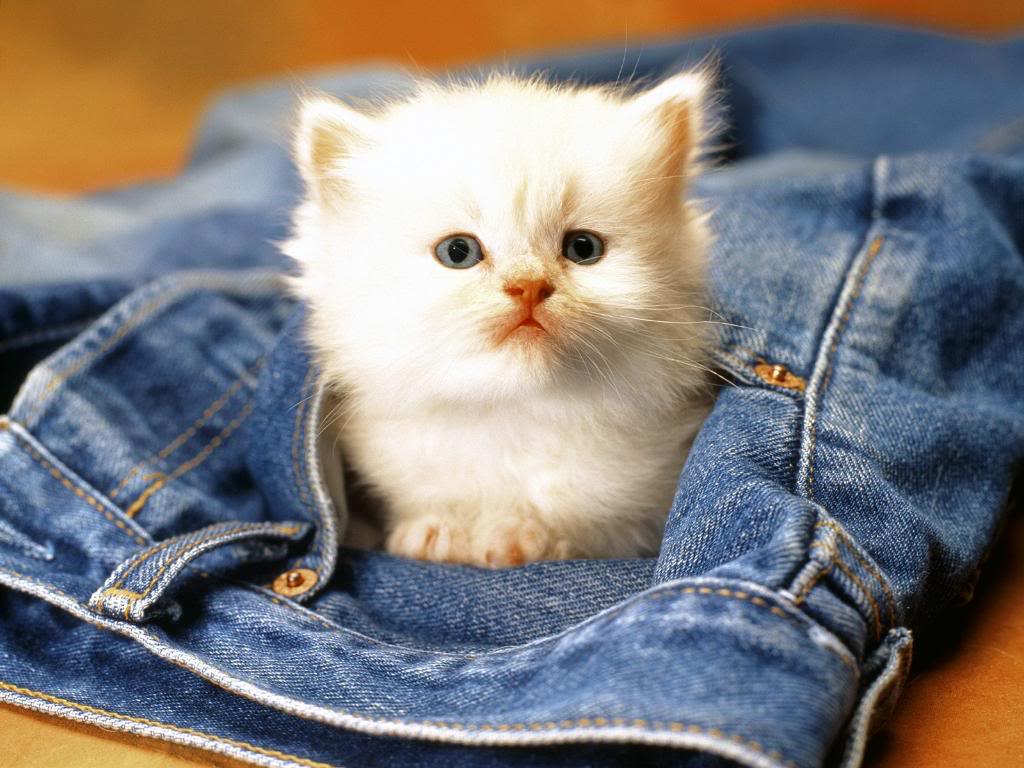 http://3.bp.blogspot.com/-B57RYOuaeVU/T3wTAaw7sCI/AAAAAAAABp0/4f78BZAek-U/s1600/cute_kitty_wallpaper_006.jpg