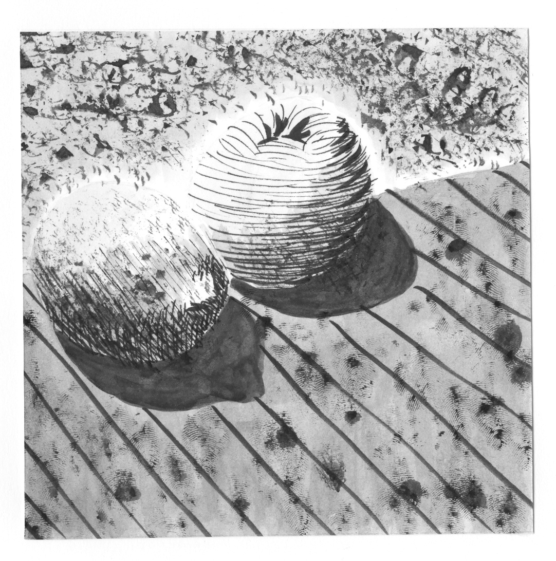 Contour Line Drawing Of Fruit : Jeffrey franklin may