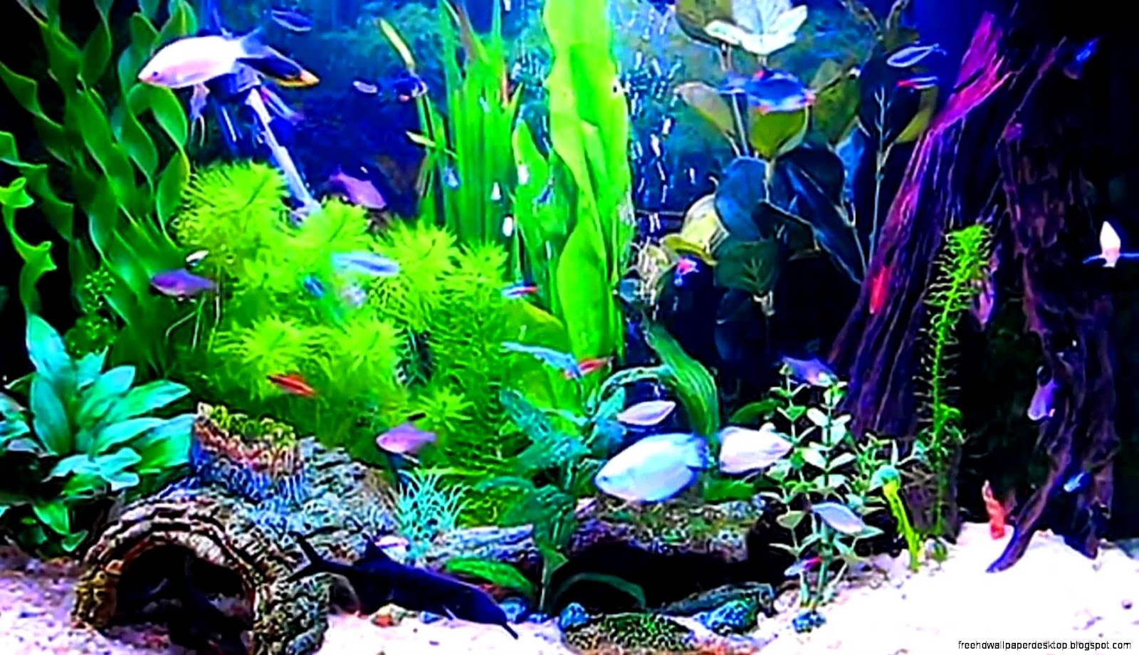 Living Aquarium Screensaver Free Living Aquarium Screensaver Free