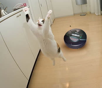Robotic Vacuum Cat On Robot Vacuum