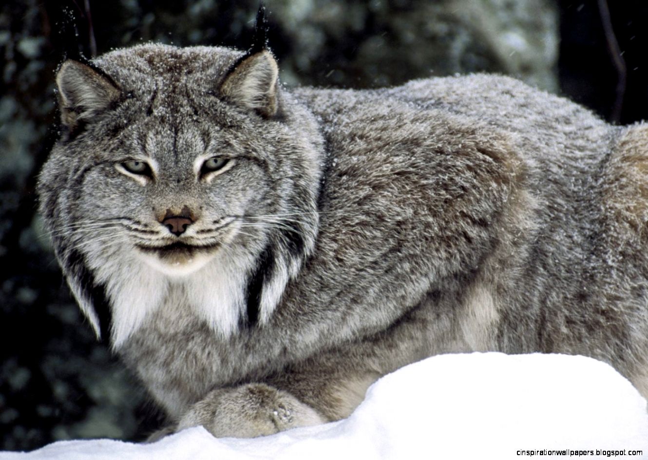 Canada Lynx Canada Lynx