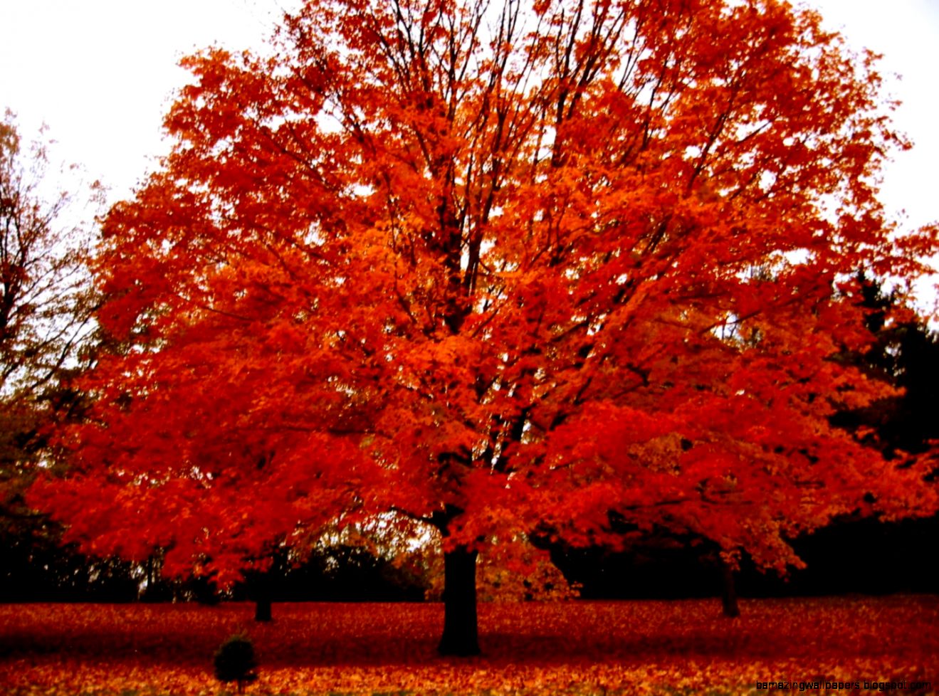 Soul Amp Autumn Tree Photos in a Drizzling Rain in Wisconsin and Soul Amp Autumn Tree Photos in a Drizzling Rain in Wisconsin and