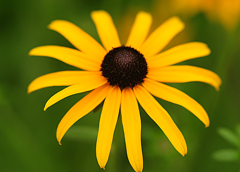When To Cut Back Black Eyed Susan Plants - when to cut back black eyed susan plants