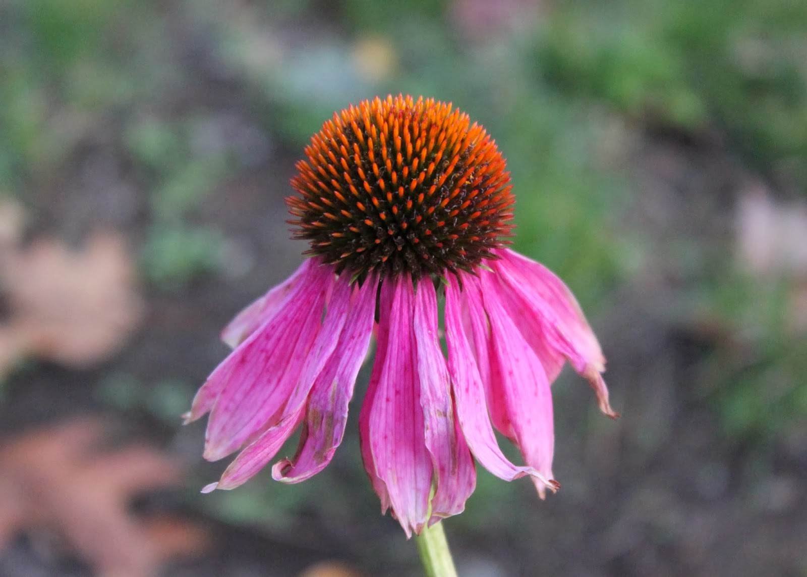 Red House Garden A Plant that Shines in the Winter Coneflowers?