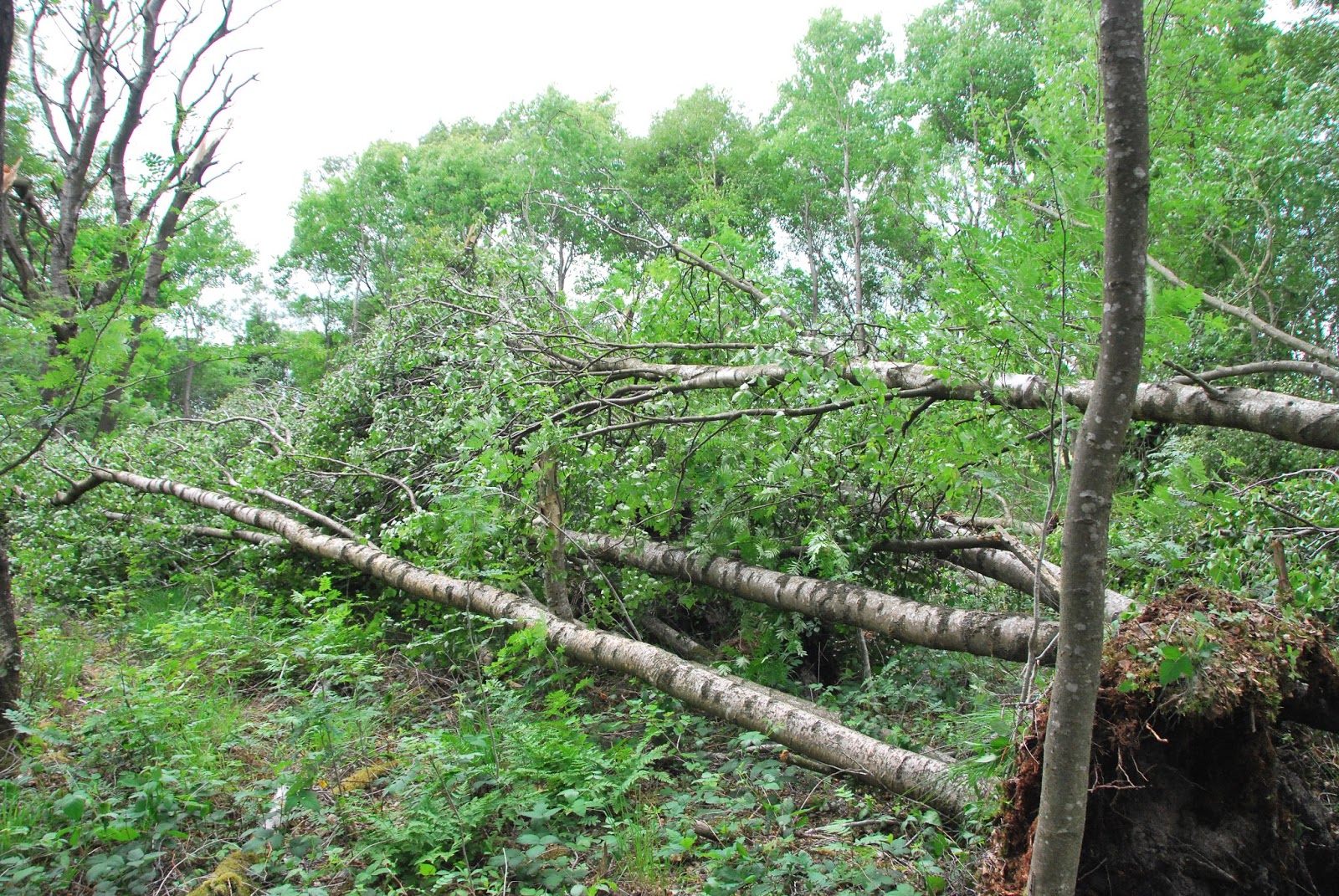 What Does It Mean If A Tree Falls In The Forest at Mary Fike blog