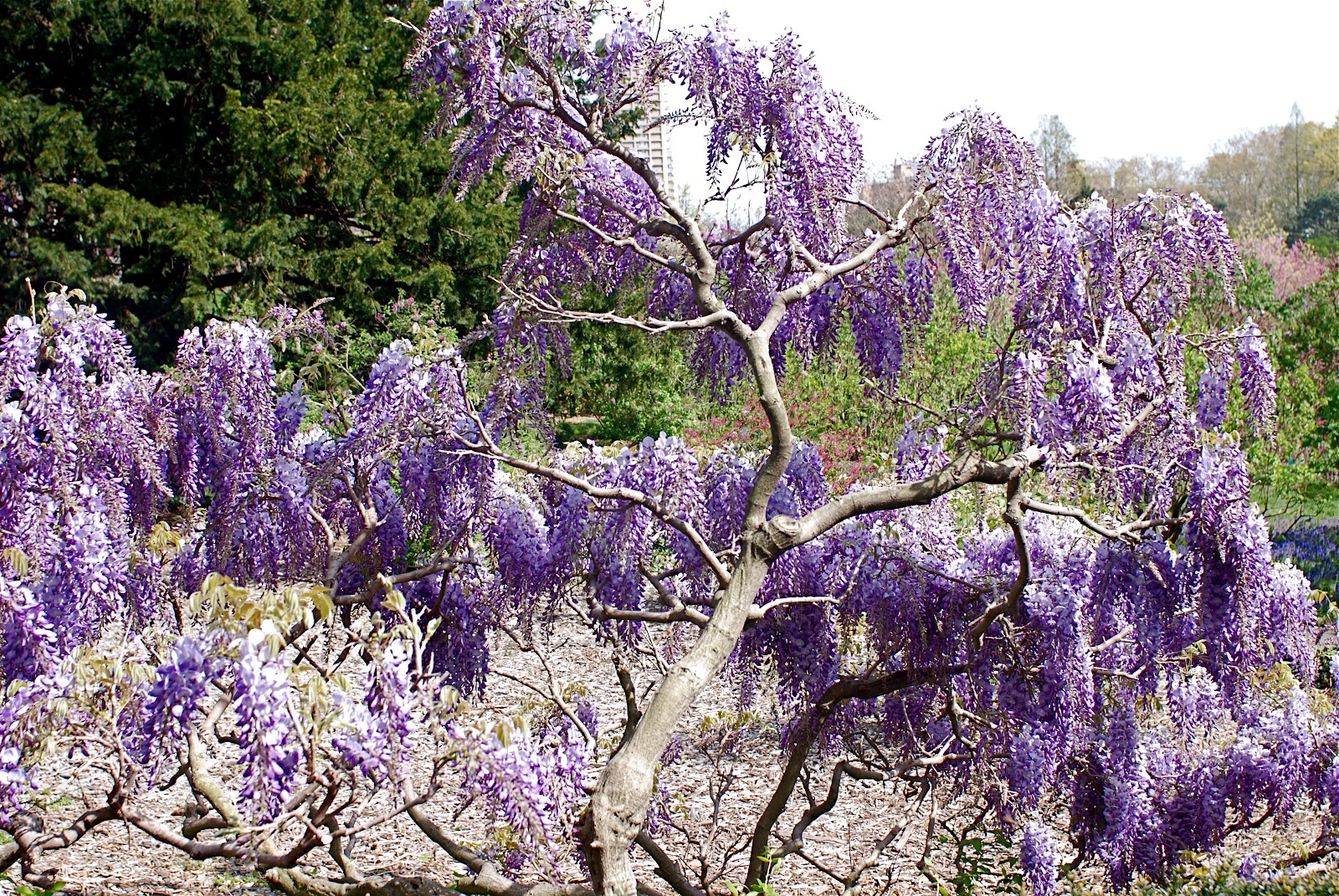 NYC ♥ NYC Wisteria in Full Bloom at Brooklyn Botanic Garden