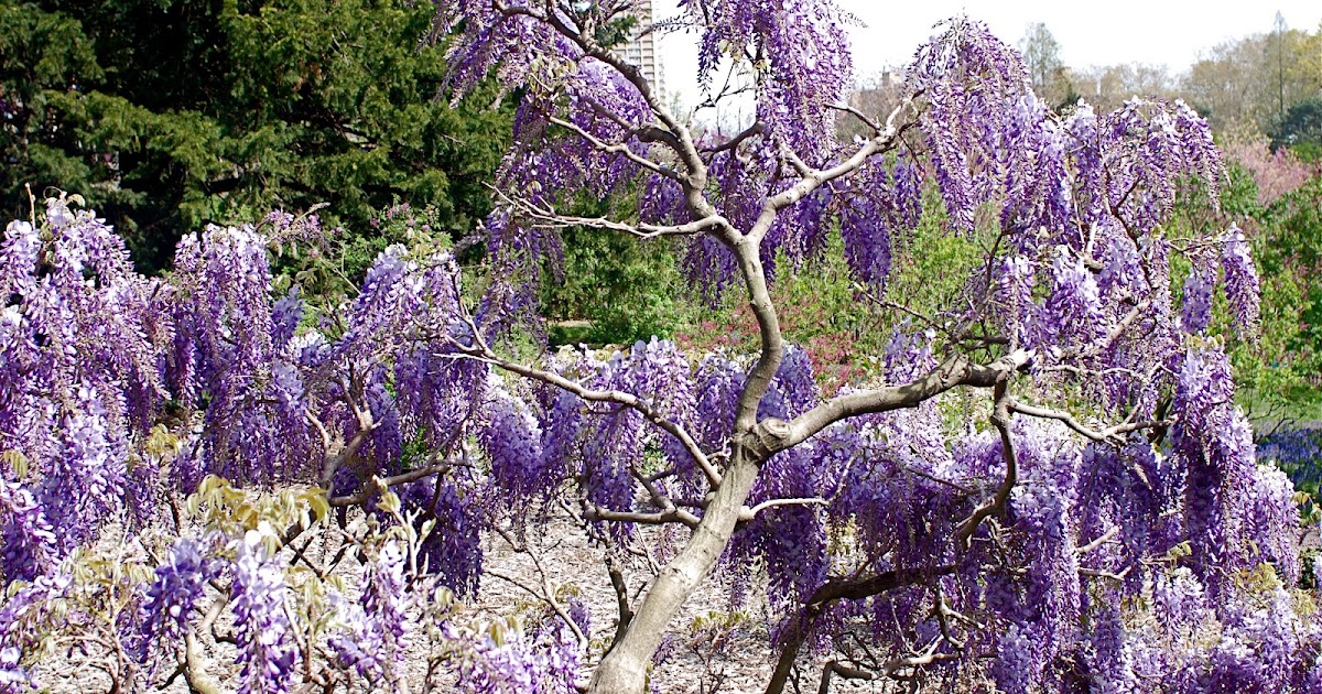 NYC ♥ NYC Wisteria in Full Bloom at Brooklyn Botanic Garden