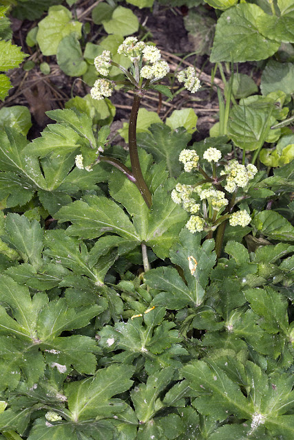 Sanicle, Sanicula europaea.  Joyden's Wood, 12 May 2012.