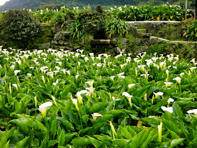 Zhuzihu Lily Field Yangmingshan Taiwan