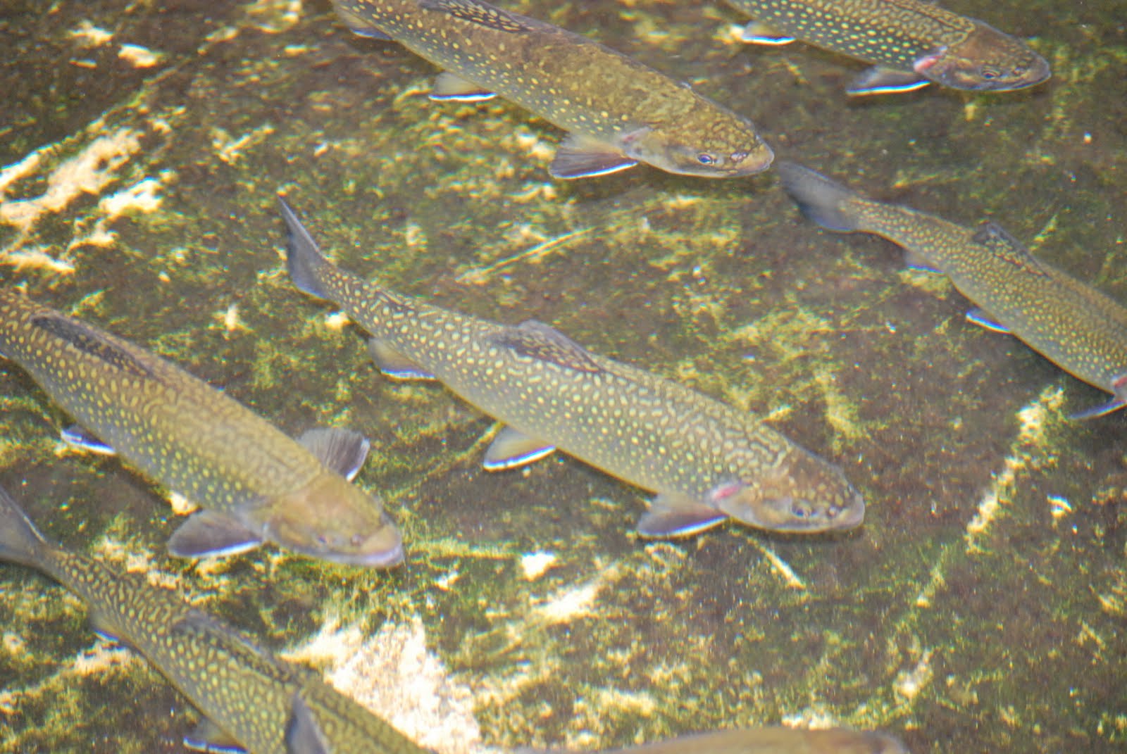 The Adirondack Brook Trout The Adirondack Almanack