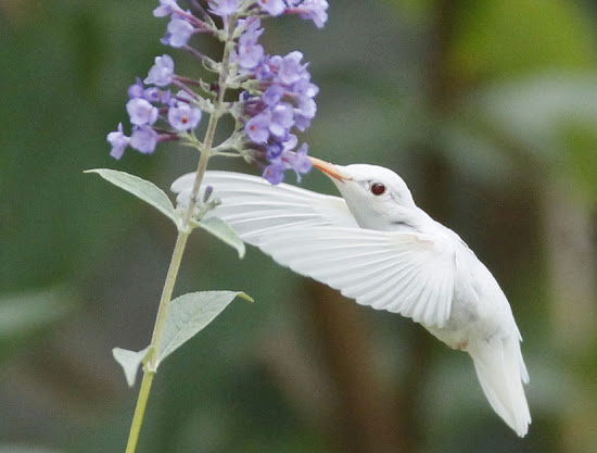 Capturan imágenes de raro colibrí albino