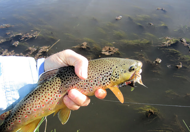 8+Brown+trout+with+an+articulated+streamer+in+its+upper+lip-Jay+Scott+Outdoors+Flyfishing.jpg