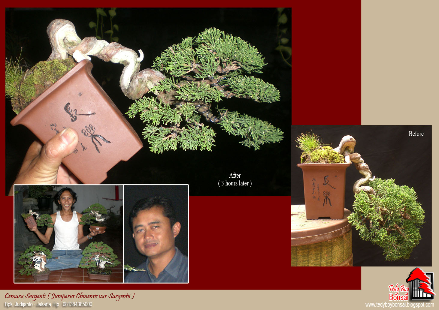 Bonsai Tedy Boy Bonsai INDONESIA irasty