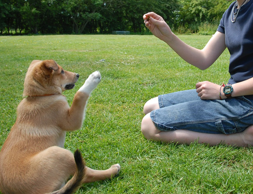 Dog Behavior Training Schools Birmingham Al : Four Wondeful Science Fair Studies On The Behavior Of Animals