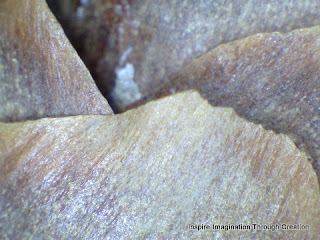 magnified image of pine cone