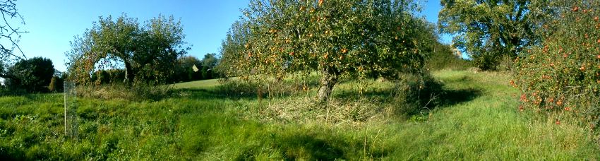 Restoring traditional orchards in Gloucestershire