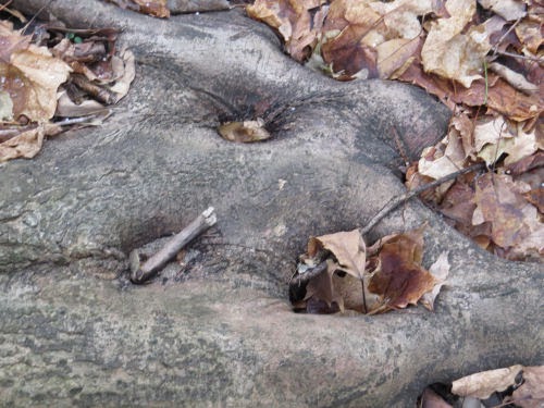 tree root