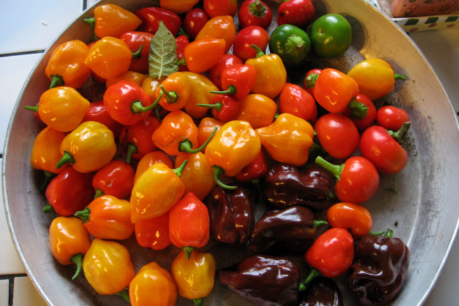 Orange Habanero