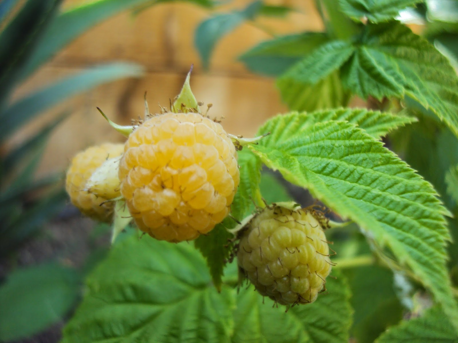 Grow Your Own! Backyard Garden Tips Fall Gold Raspberries Buds!