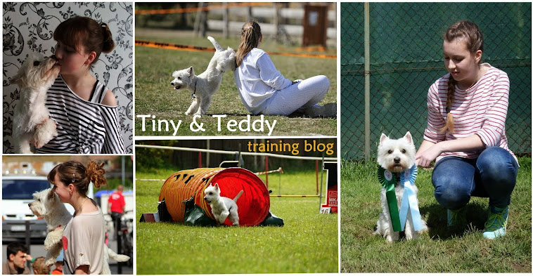 Tiny & Teddy - training blog