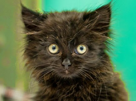 Эрмитаж раздает котов в добрые руки Эрмитаж раздает котов в добрые руки