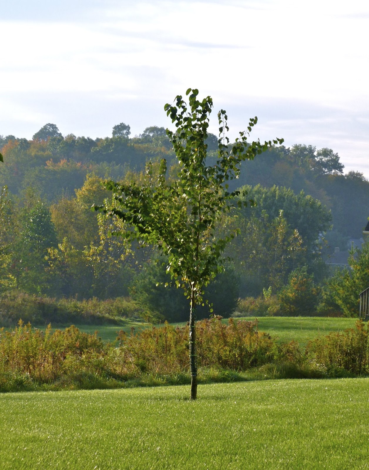 Plant Inventory Cercidiphyllum japonicum / Katsura Tree