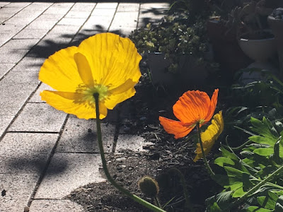 Growing With Plants Search Results For Edgeworthia