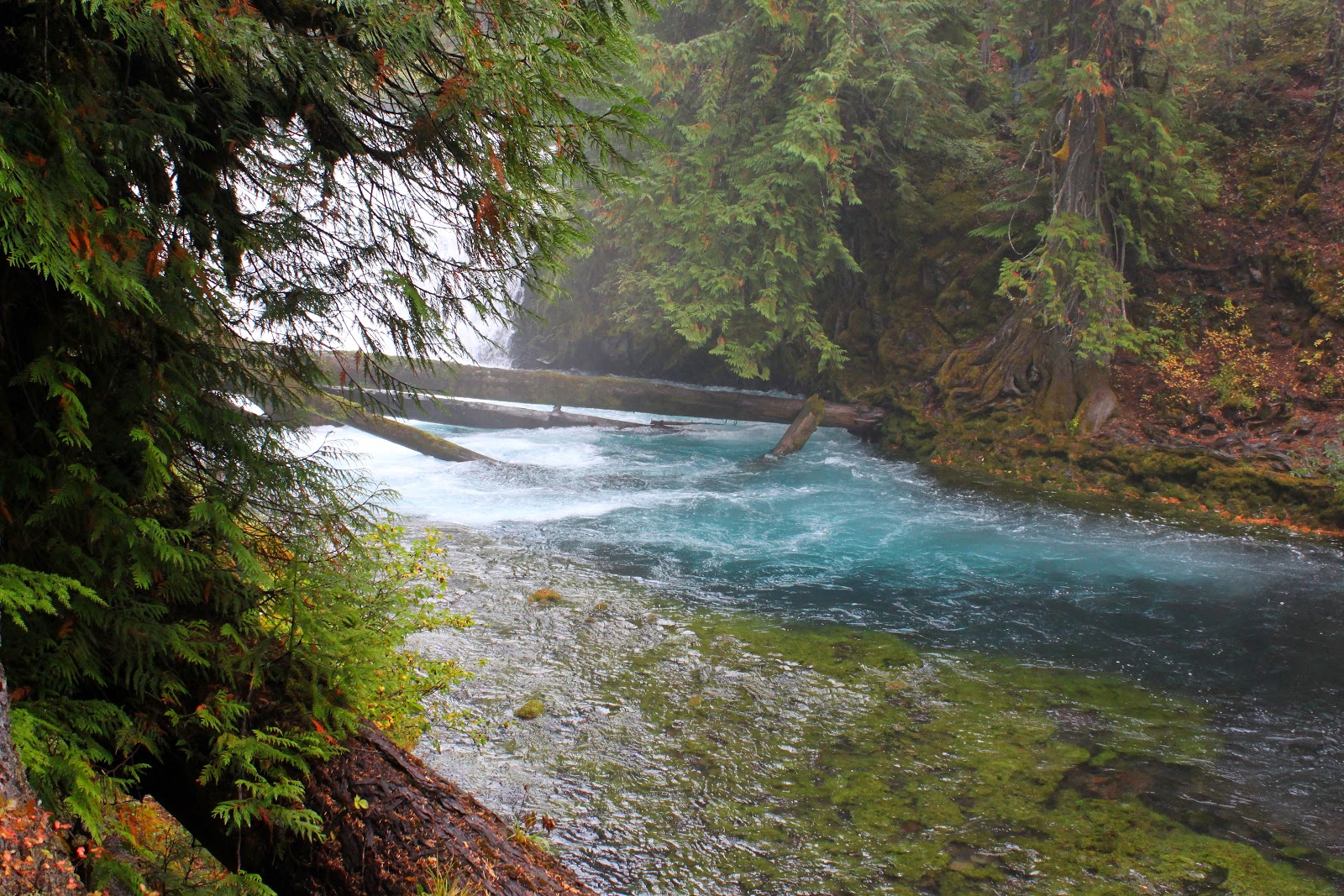 Richard Hikes Clear Lake plus Sahalie and Koosah Falls