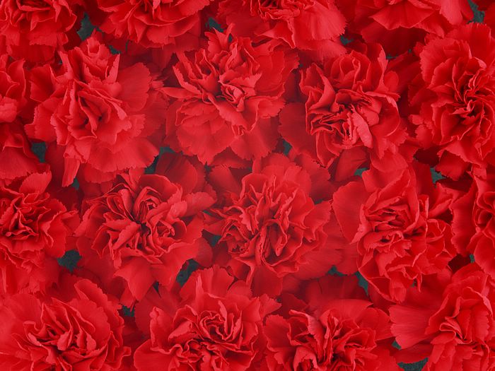 Background Collections: carnation flower wallpaper