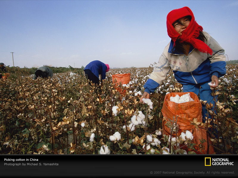 Cotton picking Manual picking Machine picking Article Hub