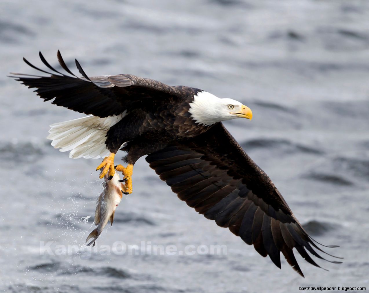 American Bald Eagle Catching Fish American Bald Eagle Catching Fish