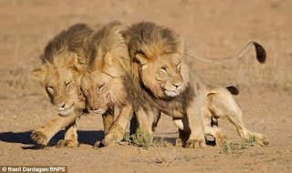 Pals Lions Three's not a crowd