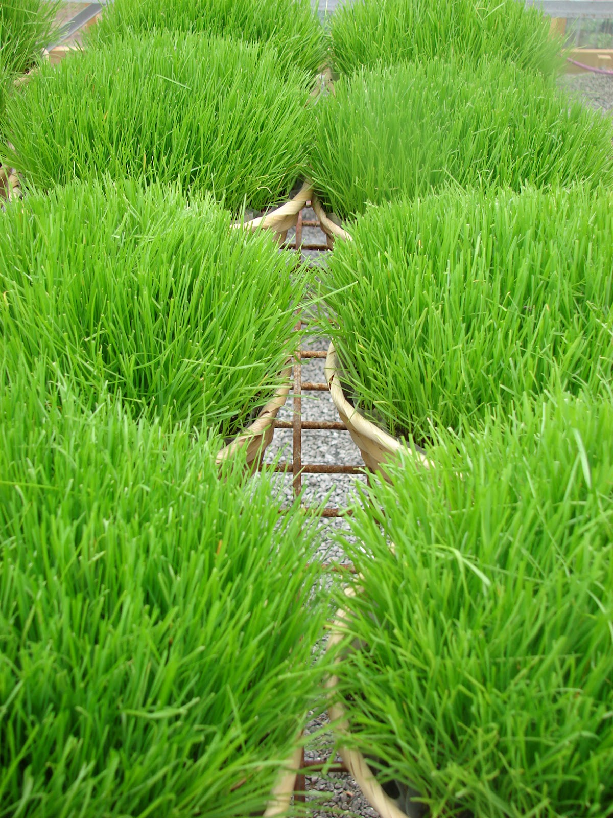 Cobblestone Farms: March 2012