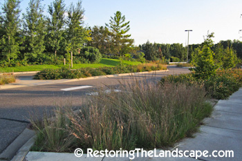 Plant Inventory At 20 Timothy Rhus Aromatica Fragrant Sumac