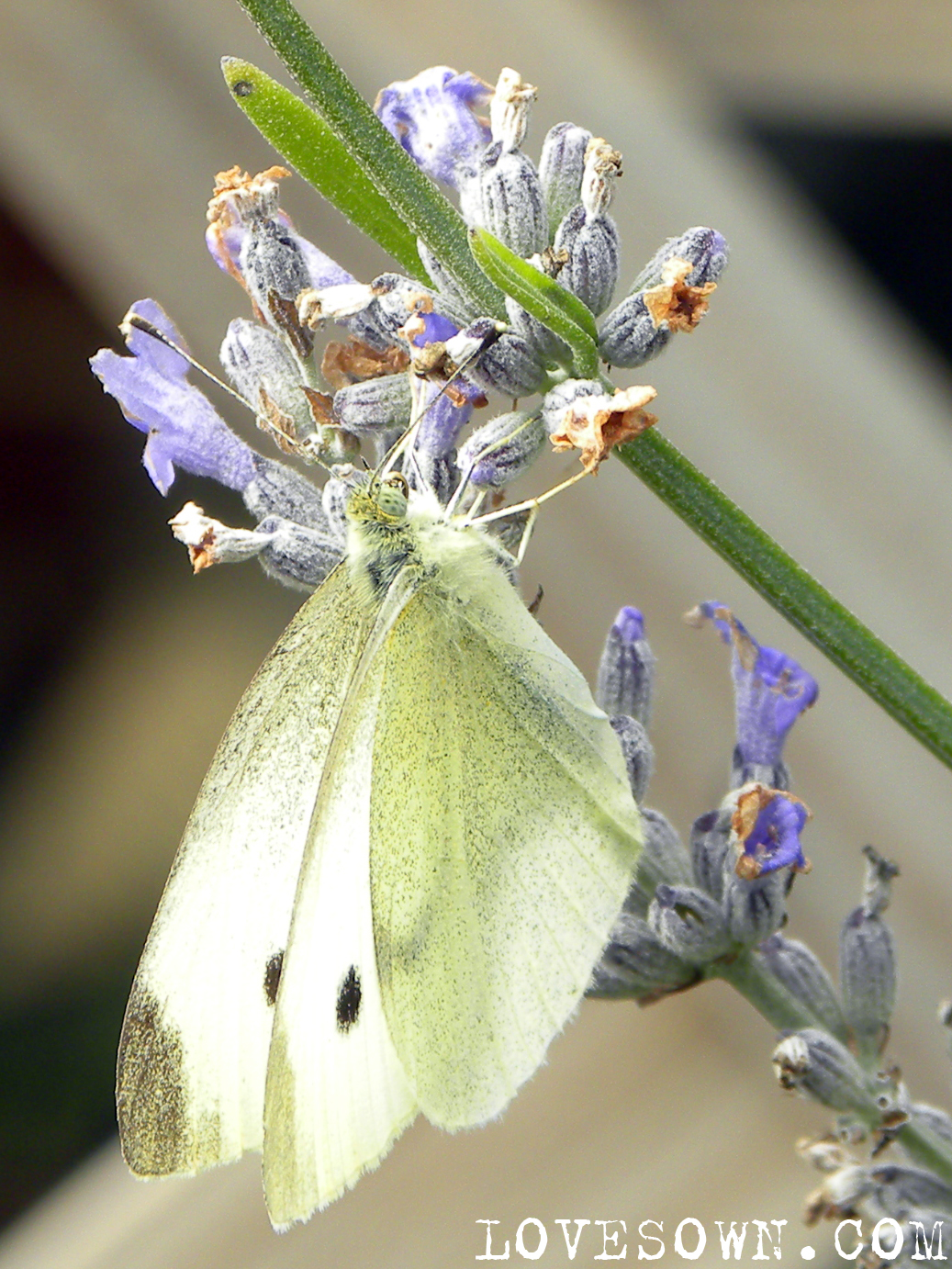 Cabbage Moth on Lavender Love Sown